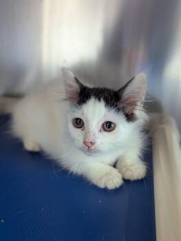 Nan -  Domestic Long Hair Cat for Adoption in Morristown, New Jersey - Nan | PetCurious