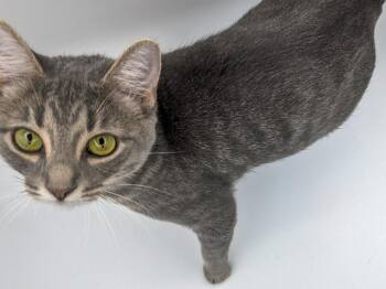 Elizabeth -  Tabby Cat for Adoption in Powell, Ohio - Elizabeth | PetCurious