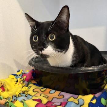 Yo Gabba Gabba! -  Domestic Short Hair Cat for Adoption in Louisville, Kentucky - Yo Gabba Gabba! | PetCurious