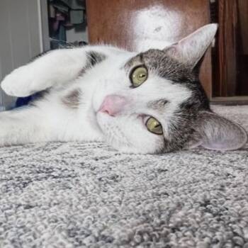 Domestic Short Hair Cats Available for Adoption in Dubois, Pennsylvania - Henry  | PetCurious
