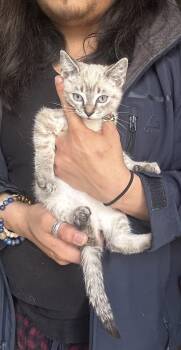 Siamese Cats Available for Adoption in Napa, California - Timmy | PetCurious