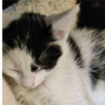 Domestic Short Hair Cats Available for Adoption in Lynchburg, Virginia - Pepper | PetCurious