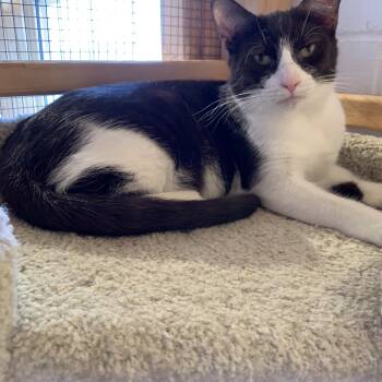 Domestic Short Hair Cats Available for Adoption in Saint Charles, Missouri - Wonka | PetCurious
