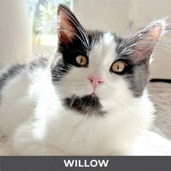 Willow -  Domestic Medium Hair Cat for Adoption in Toronto, Ontario - Willow | PetCurious