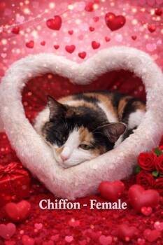 Calico Cats Available for Adoption - Chiffon | PetCurious