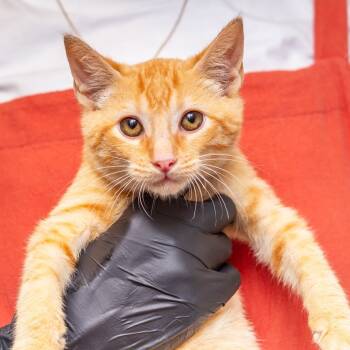 Rescue Domestic Short Hair Cats for Adoption in Hattiesburg, Mississippi - Billy | PetCurious