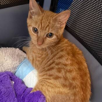 Nougat -  Domestic Short Hair Cat for Adoption in New York, New York - Nougat | PetCurious