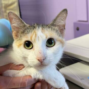 Rescue Domestic Short Hair Cats for Adoption in Redwood Valley, California - Nugget | PetCurious