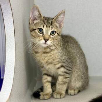 Pooh -  Domestic Short Hair Cat for Adoption in Atlanta, Georgia - Pooh | PetCurious
