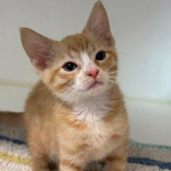 Domestic Short Hair Cats Available for Adoption in League City, Texas - Colt 45 | PetCurious