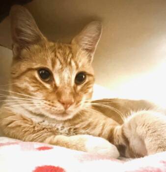 Clyde - bonded with Bonnie -  Tabby Cat for Adoption in Philadelphia, Pennsylvania - Clyde - Bonded With Bonnie | PetCurious