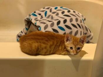 Cheyenne -  Domestic Short Hair Cat for Adoption in Bossier City, Louisiana - Cheyenne | PetCurious