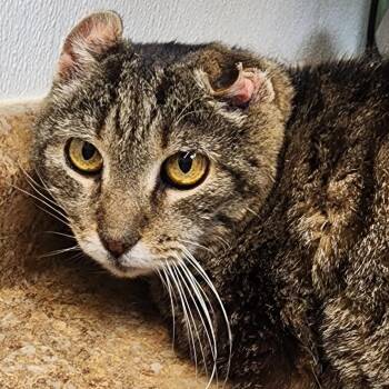 Mouse -  Domestic Short Hair Cat for Adoption in Shinnston, West Virginia - Mouse | PetCurious