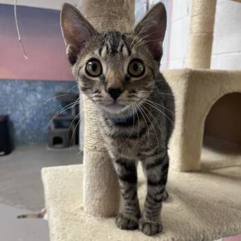 Sweet pea -  Domestic Short Hair Cat for Adoption in Laredo, Texas - Sweet Pea | PetCurious