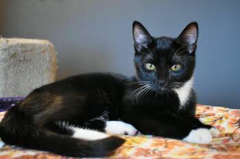 Wolfgang -  Tuxedo Cat for Adoption in Burnaby, British Columbia - Wolfgang | PetCurious