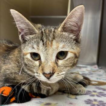 Rouge -  Domestic Short Hair Cat for Adoption in Newark, New Jersey - Rouge | PetCurious