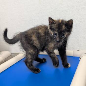 Astrid -  Domestic Short Hair Cat for Adoption in Detroit Lakes, Minnesota - Astrid | PetCurious