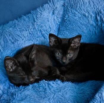 Topaz & Aggie -  Domestic Short Hair Cat for Adoption in Lemoyne, Pennsylvania - Topaz & Aggie | PetCurious