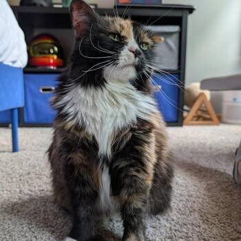 Queen Velveeta C70155 -  Domestic Medium Hair Cat for Adoption in Minnetonka, Minnesota - Queen Velveeta C70155 | PetCurious