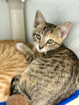 Agnes -  Domestic Short Hair Cat for Adoption in Kalamazoo, Michigan - Agnes | PetCurious