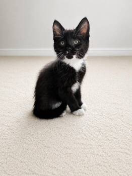 Huckleberry -  Domestic Short Hair Cat for Adoption in West Hollywood, California - Huckleberry | PetCurious