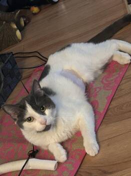 Rescue Tuxedo Cats for Adoption in Winnipeg, Manitoba - Moo | PetCurious