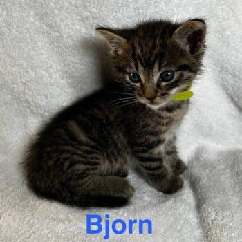 American Shorthair Cats Available for Adoption in Paulina, Louisiana - Bjorn | PetCurious