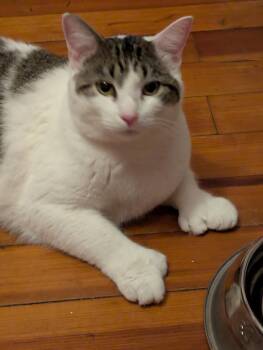 Prince -  Domestic Short Hair Cat for Adoption in Melrose, Massachusetts - Prince | PetCurious