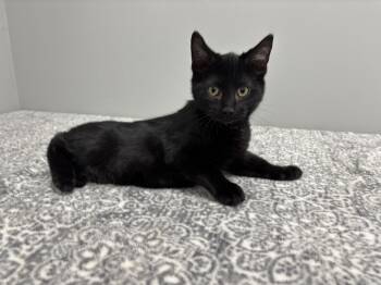 Rescue Domestic Short Hair and American Shorthair Cats for Adoption in Frankfort, Indiana - Jett | PetCurious