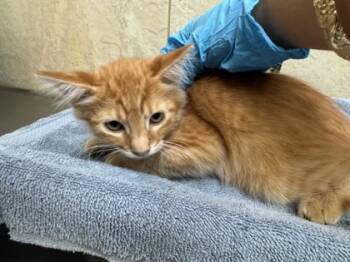 Rescue Domestic Short Hair Cats for Adoption in Honolulu, Hawaii - 59720824 | PetCurious