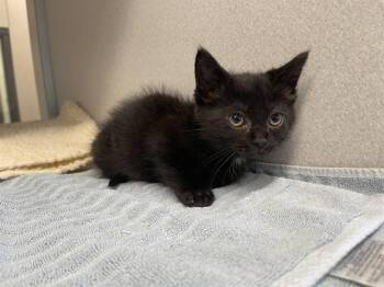 LADYBIRD -  Domestic Short Hair Cat for Adoption in Auburn, California - LADYBIRD | PetCurious