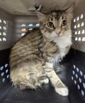 Cinnamon - Feral Barn Cat -  Domestic Medium Hair Cat for Adoption in Butte, Montana - Cinnamon - Feral Barn Cat | PetCurious