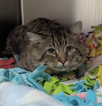 Milo -  Domestic Short Hair Cat for Adoption in Logan, Utah - Milo | PetCurious