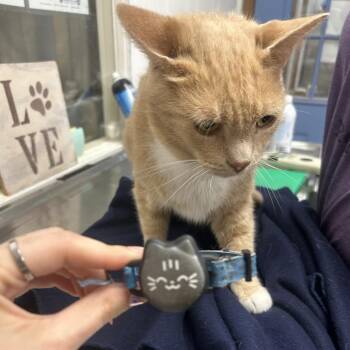 Werthers -  Domestic Short Hair Cat for Adoption in Mentor, Ohio - Werthers | PetCurious