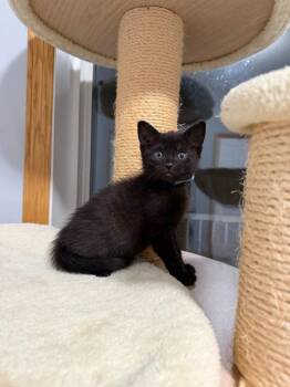 Domestic Short Hair Cats Available for Adoption in Minneapolis, Minnesota - Croix-No Longer Accepting Applications | PetCurious