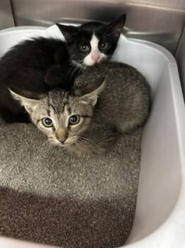 Rescue Domestic Short Hair Cats for Adoption in Picayune, Mississippi - Ricochet | PetCurious