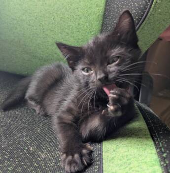 Raspberry -  American Shorthair Cat for Adoption in Rochester, New York - Raspberry | PetCurious