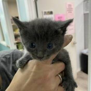 Alan -  Domestic Short Hair Cat for Adoption in Marble, North Carolina - Alan | PetCurious