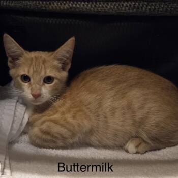 Buttermilk -  Domestic Short Hair Cat for Adoption in Santa Fe, Texas - Buttermilk | PetCurious