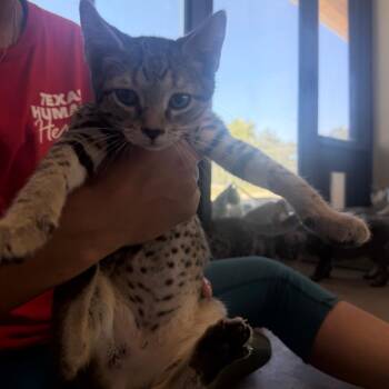 Michael FKA Bluebell kitten 2 -  Domestic Short Hair Cat for Adoption in Leander, Texas - Michael FKA Bluebell Kitten 2 | PetCurious