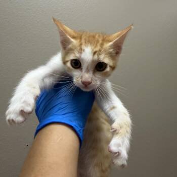 Cedar -  Domestic Short Hair Cat for Adoption in Westminster, California - Cedar | PetCurious