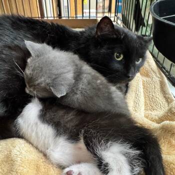 Domestic Short Hair Cats Available for Adoption in Cheyenne, Wyoming - Celeste | PetCurious