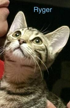 Domestic Short Hair Cats Available for Adoption - Ryger | PetCurious