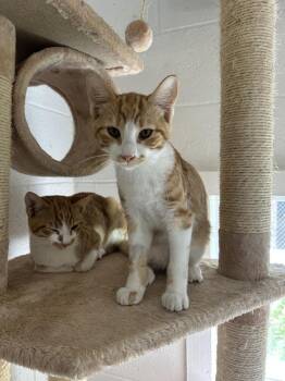 Chunky -  Domestic Short Hair Cat for Adoption in Ontario, California - Chunky | PetCurious