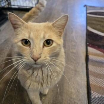 Domestic Short Hair Cats Available for Adoption in Park Falls, Wisconsin - Tiberius | PetCurious