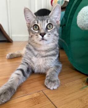 Rescue Domestic Short Hair Cats for Adoption in Chandler, Arizona - Uno Girard | PetCurious