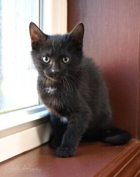 Mavis -  Domestic Short Hair Cat for Adoption in Monroe, Georgia - Mavis | PetCurious