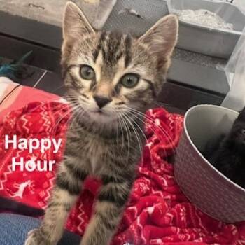 Domestic Short Hair Cats Available for Adoption - Happy Hour C11105 | PetCurious