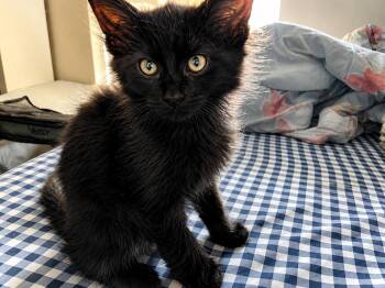 Moose -  Domestic Short Hair Cat for Adoption in Pineville, Louisiana - Moose | PetCurious