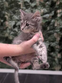 Rain -  Domestic Short Hair Cat for Adoption in West Chester, Pennsylvania - Rain | PetCurious